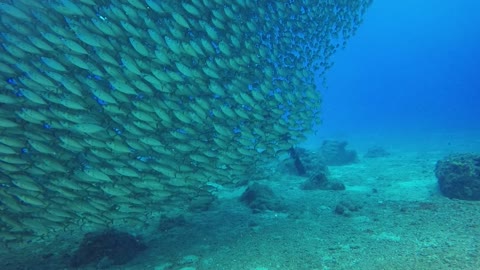 Breathtaking dive into Ocean and see Monster's