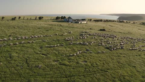 Aerial view of hundreds of sheep walking in field on Kangaroo island, Australia