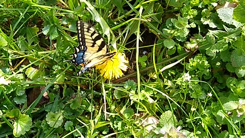 Butterfly on dandelion