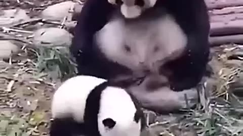 Pandas Playtime 🐼🎉 - Adorable Panda Fun with Their Bestie!