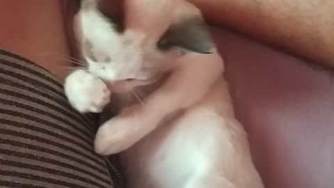 Kittten playing | Very cute