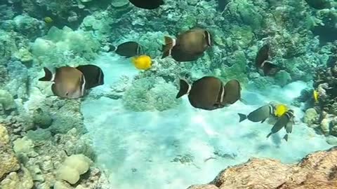 underwater#reef#fish