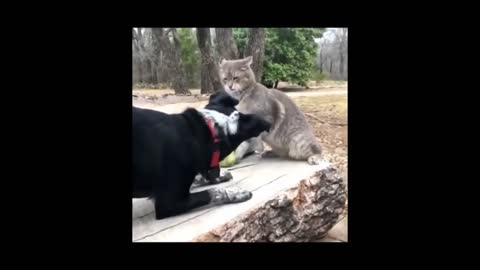🐱Angry Cats vs Dogs 🐶