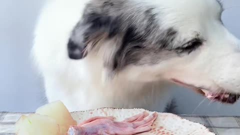 Raw flesh Little Assistant Don't despise dogs' sense of smell