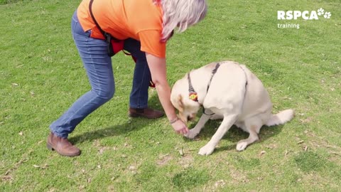 How Can Train Your Dog - teach your dog sit and drop 1 lesson..