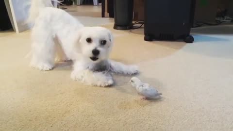 Dog And Parrot Can’t Have Enough Of Their Unique Friendship