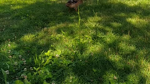 My ducks in the garden