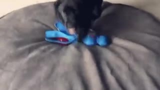 Black puppy dives into blue toy and rolls on face