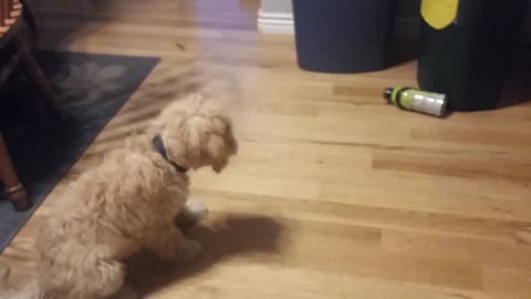 Puppy terrorizes bottle