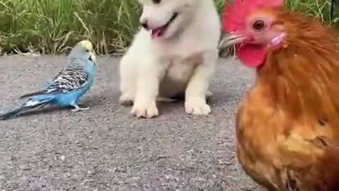 funy and cute husky compilation