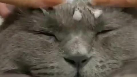 Cute cat 🐈 Massage