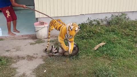 Prank Dog WITH the Fake Tiger