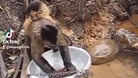 🐒 Monkey is Washing the Dishes