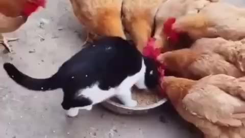 Kitty tries to make friends and be more popular