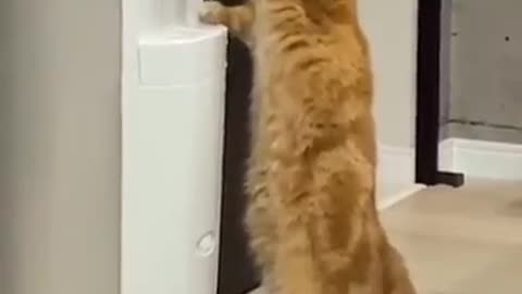 intelligent cat drinking their water