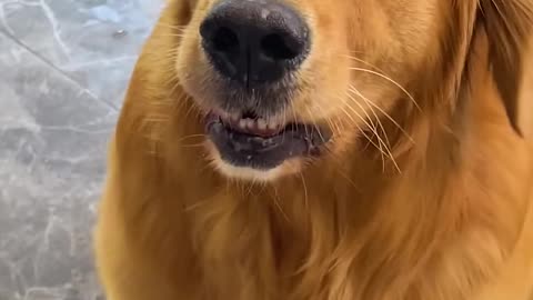 Golden retriever _ Step on my dog food --Pooh_ Nothing(1080P_HD).webm