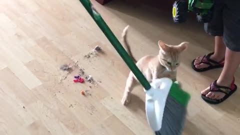 Gatito quiere 'ayudar' a limpiar la casa