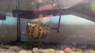 Turtle named Flash eating shrimp