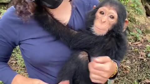 A baby chimp who's been rescued from wildlife trafficking gets a much needed hug