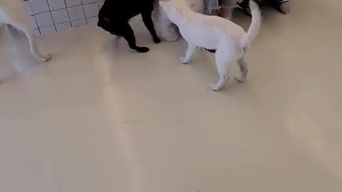 Baby Jindo Dog vs Bichon vs Bulldog