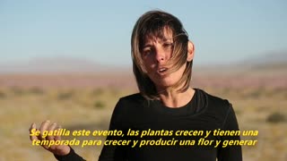 El "misterio" de las flores de Atacama, amenazado por el cambio climático