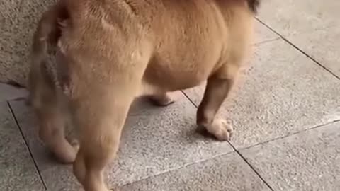 Funny dog video rolling on the floor
