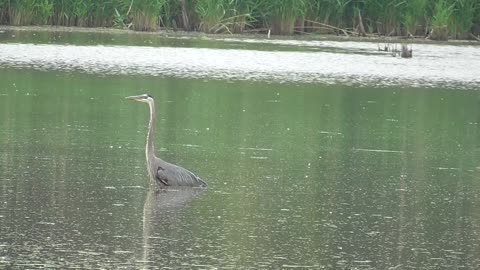 59 Toussaint Wildlife - Oak Harbor Ohio - Heron And Egret Sharing Time With Jesus