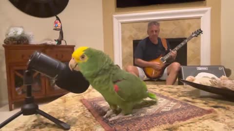 Just like heaven - talking parrot - Tico & the Man Frank Maglio