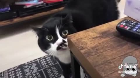 Cats talking compilation