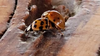 Asian Lady Beetle hitchin a ride