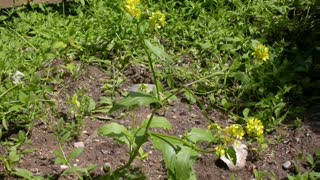 Mostarda-negra ( Brassica nigra ) serve para dores reumáticas e bronquite