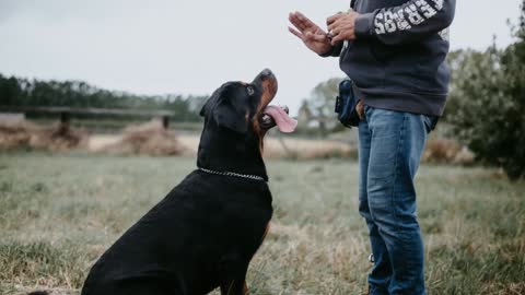 Top Bravest dogs