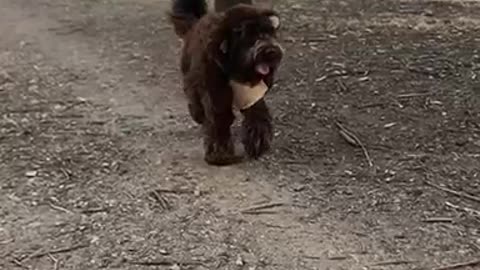 Brown dog in teddy bear costume walking in dirt