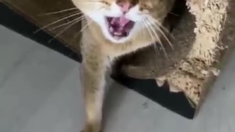 Angry 🐱 cat