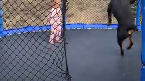 Toddler And Rottweiler Enjoy Trampoline Time Together