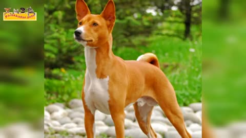 Basenji -- The Best African Dog Breed -- Malayalam -- Palakkadan pets_Cut.mp4