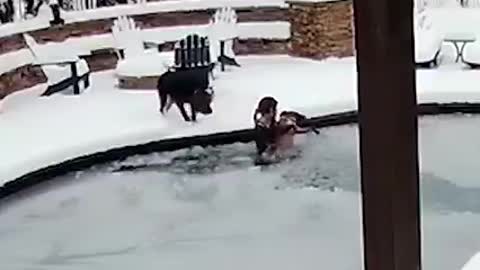 Woman Saves Her Drowning Dog&#039;s Life