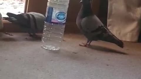 Two pigeon in my room