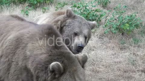 Bears are fighting very scary bears