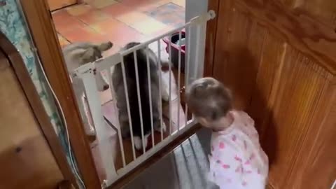 Sneaky Baby Feeds Her Huskies Snacks Without Dad Knowing!😂. [HIDDEN CAM!!]