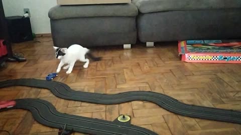 Slot Car Drives Cat Silly