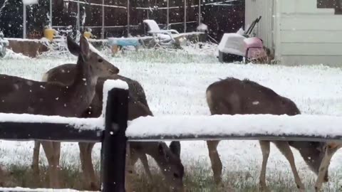 Semi drivers, local wildlife, pretty much everyone is unhappy with the weather on