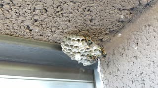 Wasps working on their nest