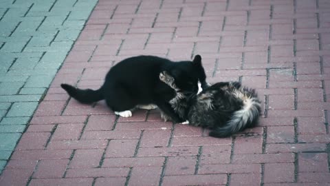 Baby cats playing in street