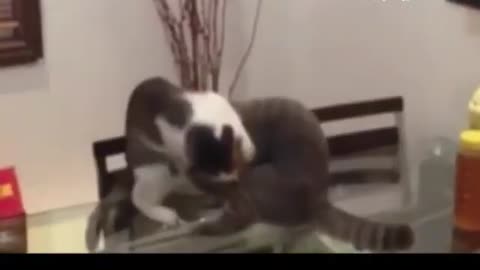 pets play fighting