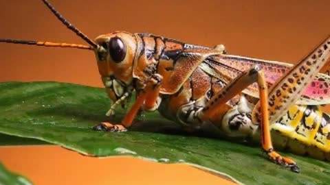 Meditate on the sound of locusts insects