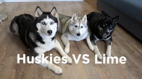 Husky Wants To Eat Sour Lime! My Dogs Reacts to Trying Lime!