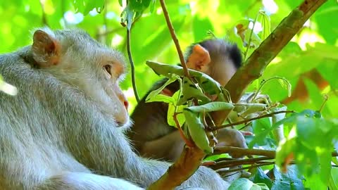 Mom takes care of baby monkey