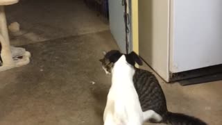 Smooth Fox Terrier playing with cat friend