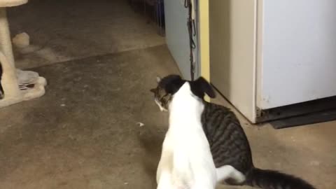Smooth Fox Terrier playing with cat friend